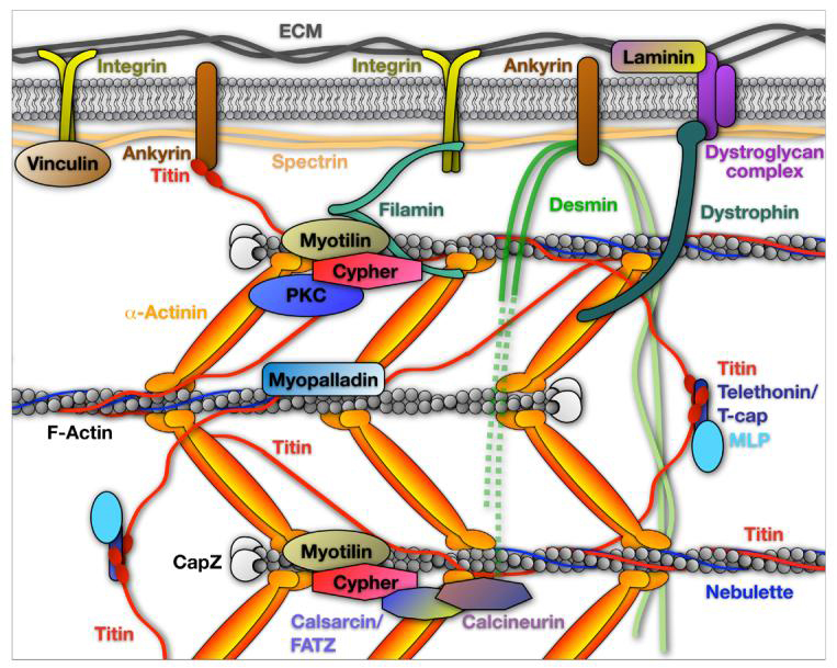 Muscle Biology Module 2 Muscle Biology Module 2